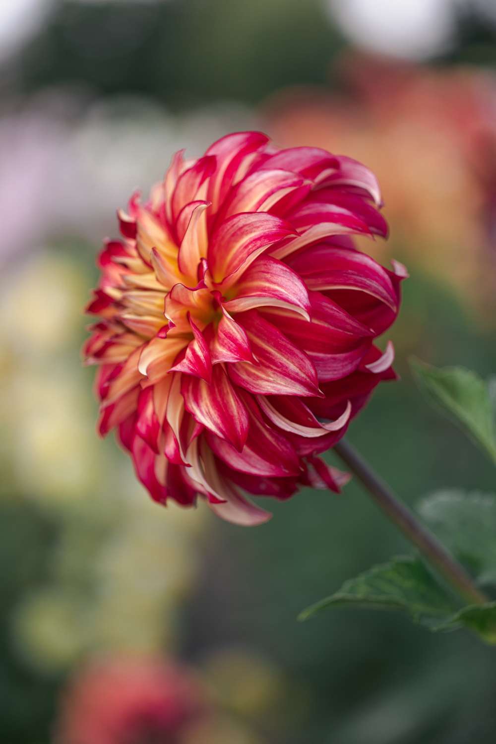 Dahlia Lady Darlene